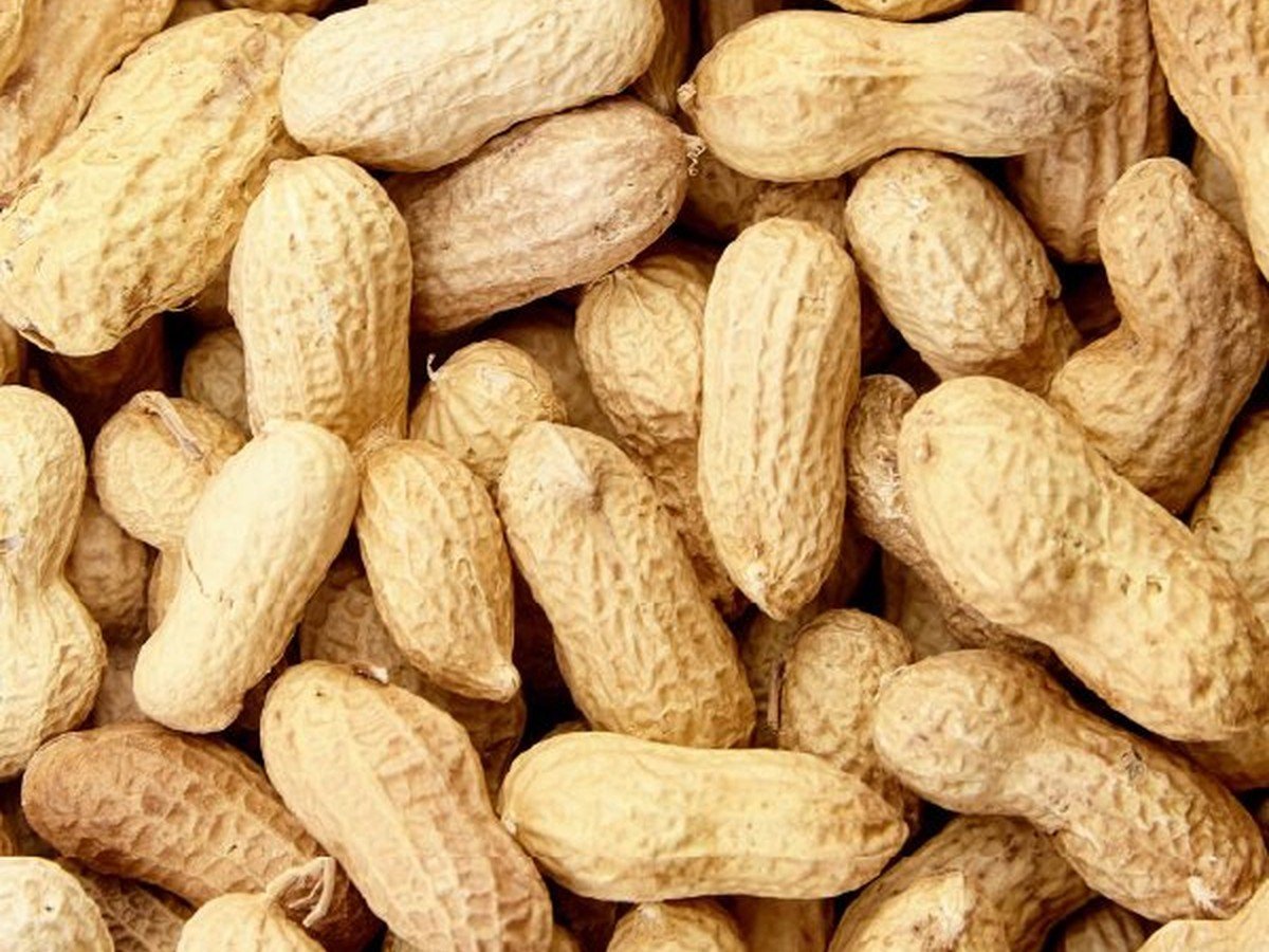 Premium Dry Fruits and Nuts